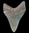 Serrated, Fossil Megalodon Tooth - Nice Color #80096-2
